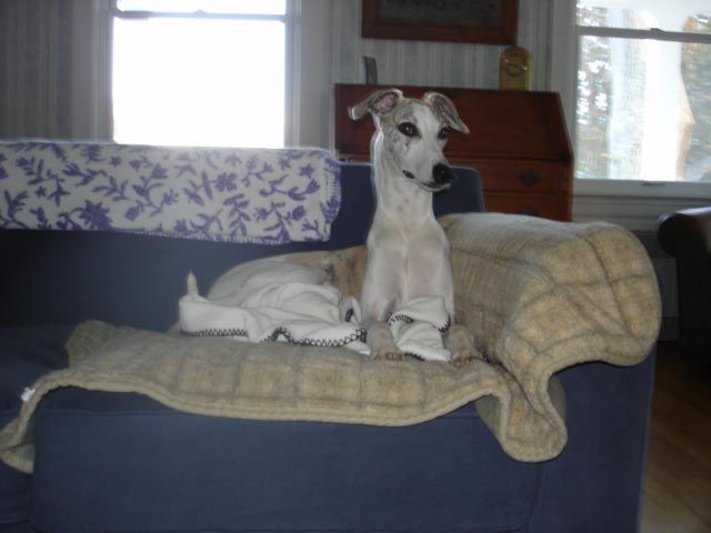 Whippet at leisure